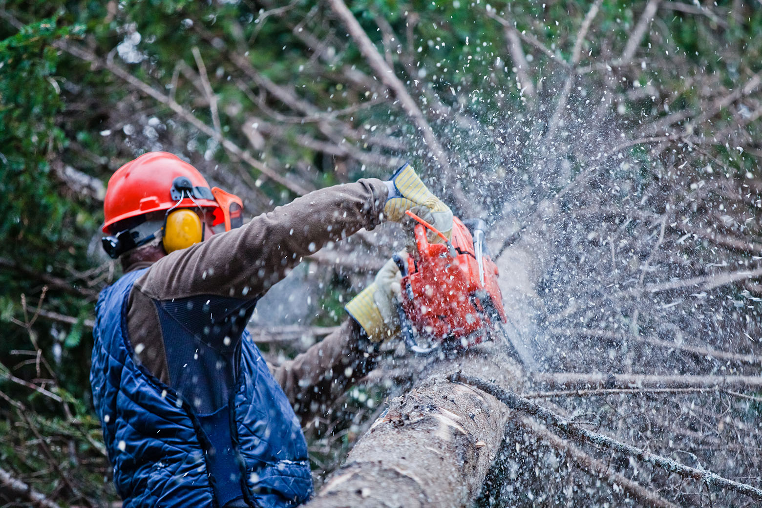Abattage d'arbre assuré par Metbach Rénovation